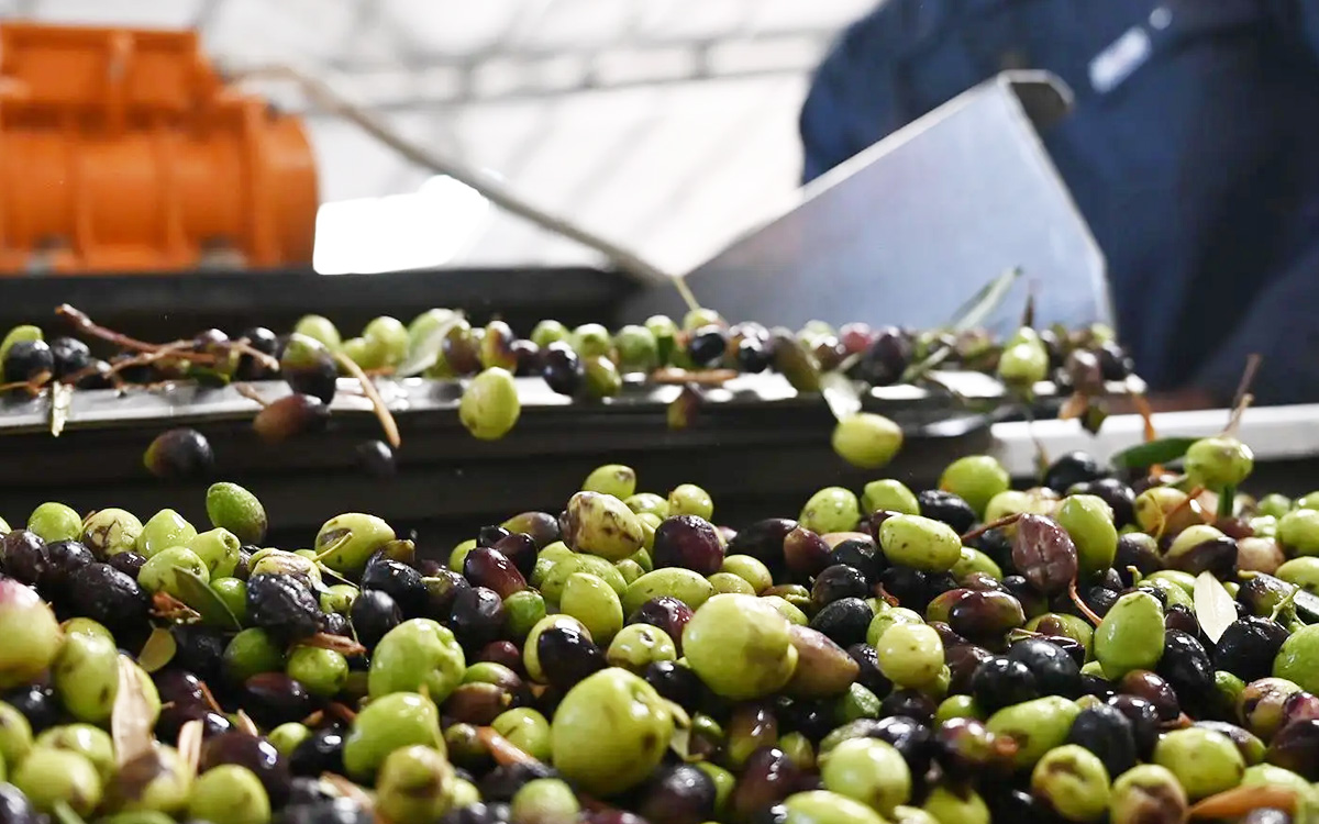 الحكومة تُقرّر تقييد تصدير الزيتون بسبب استمرار الجفاف والإجهاد المائي 
