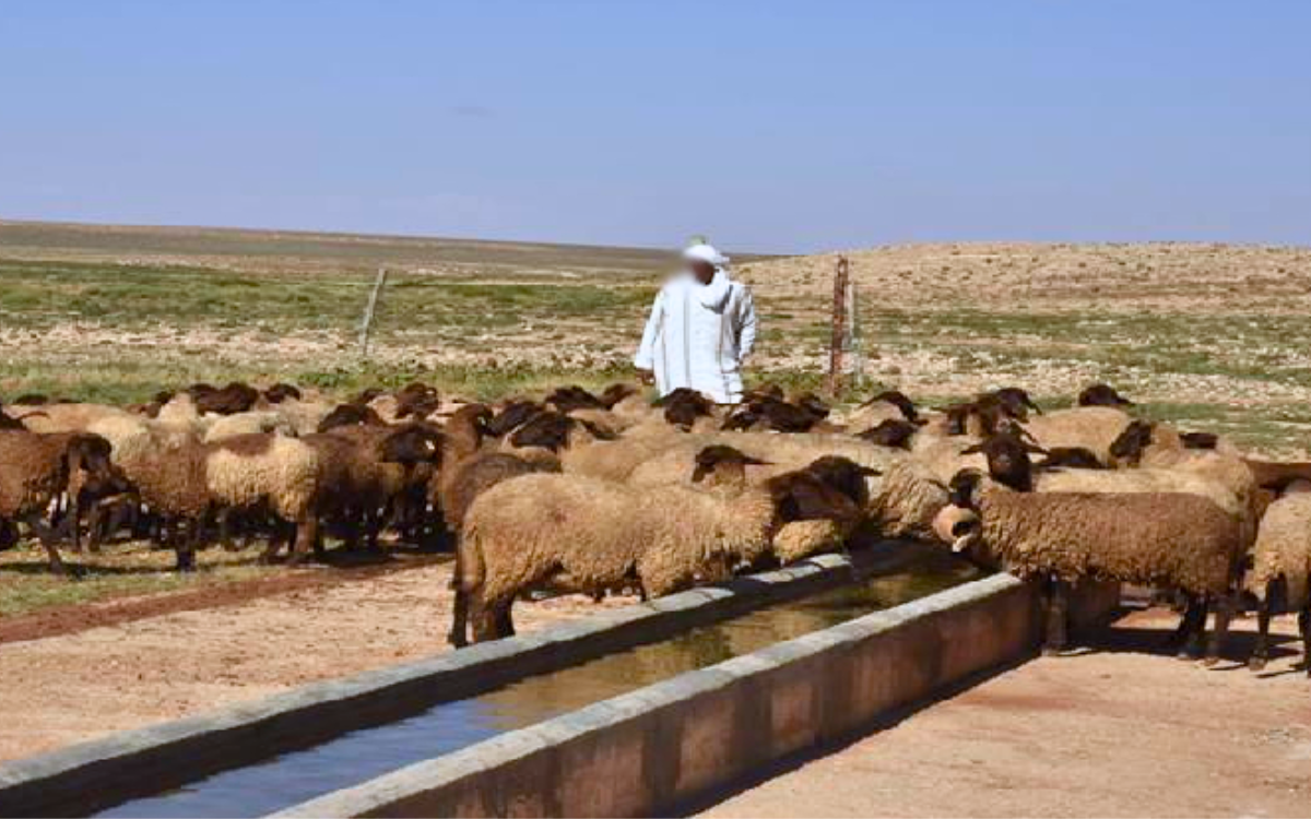 يهم أساسا جهة بني ملال-خنيفرة.. مواصلة العمل على تنزيل برنامج لتوفير نقاط الماء لتوريد الماشية