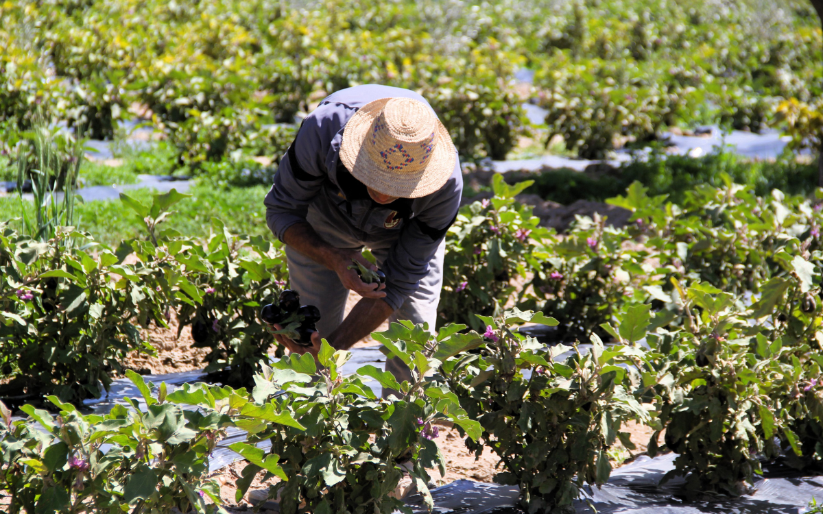 إقليم سيدي بنور.. تساقطات مطرية استثنائية تنعش الآمال بموسم فلاحي واعد