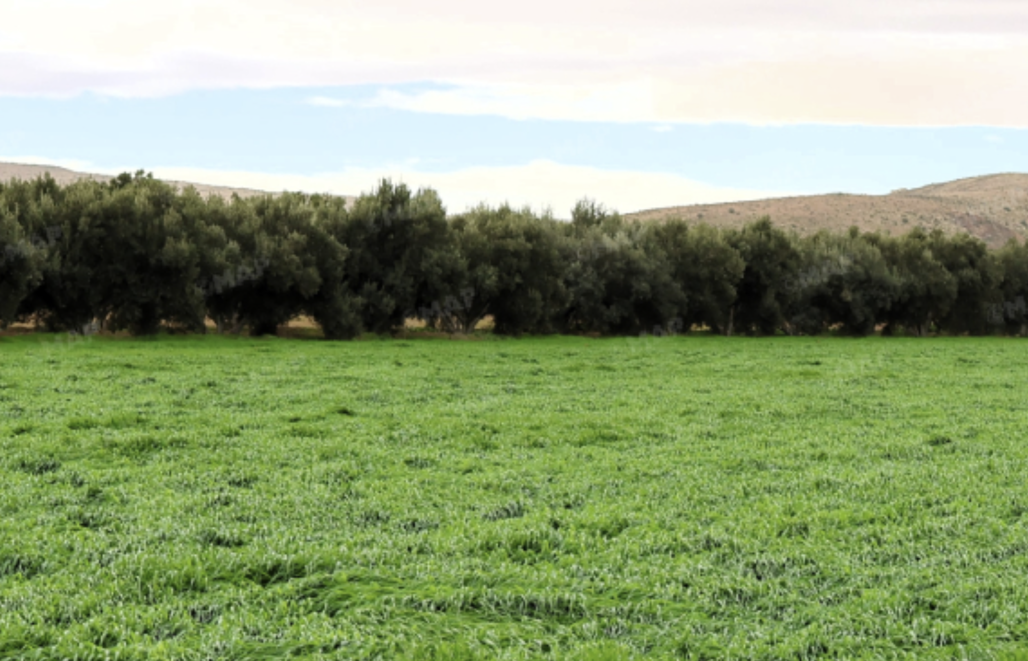 حوض ملوية.. التساقطات المطرية الأخيرة تعطي دفعة قوية لزراعة الحبوب الخريفية