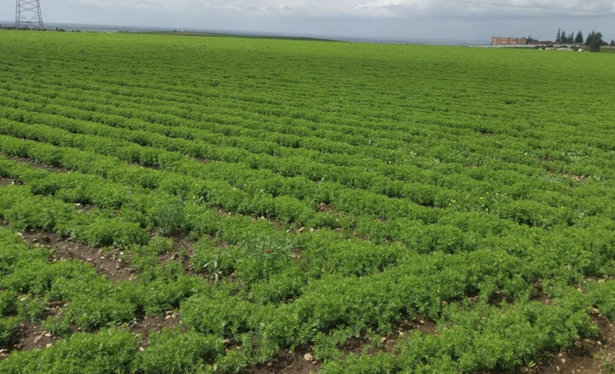 إقليم آسفي.. التساقطات المطرية الأخيرة تنعش الآمال بموسم فلاحي واعد