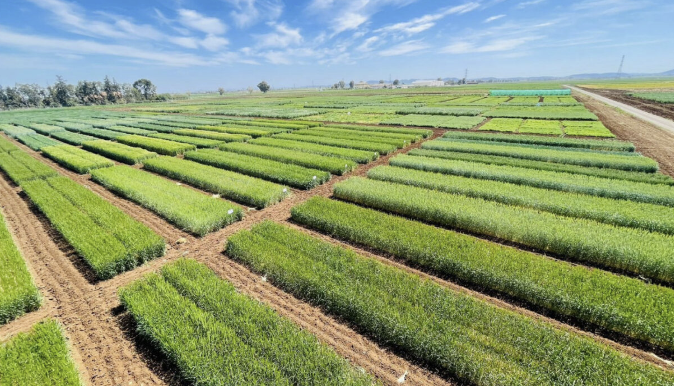 بعد التساقطات المطرية الاستثنائية.. الظروف المناخية تبشر بموسم فلاحي أفضل وفق مديرية للدراسات