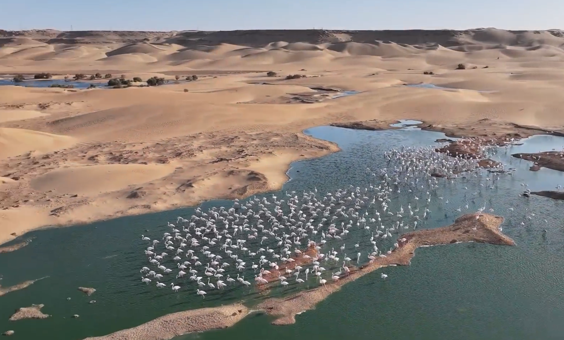 وادي الساقية الحمراء .. جوهرة للتنوع البيولوجي على مشارف الصحراء المغربية