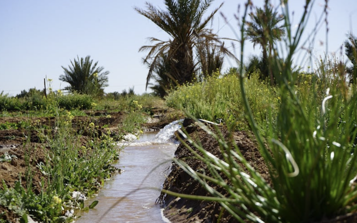 لمواجهة ندرة المياه والتغيرات المناخية.. المعهد الوطني للبحث الزراعي يبرز دور البحث العلمي في استدامة الواحات 