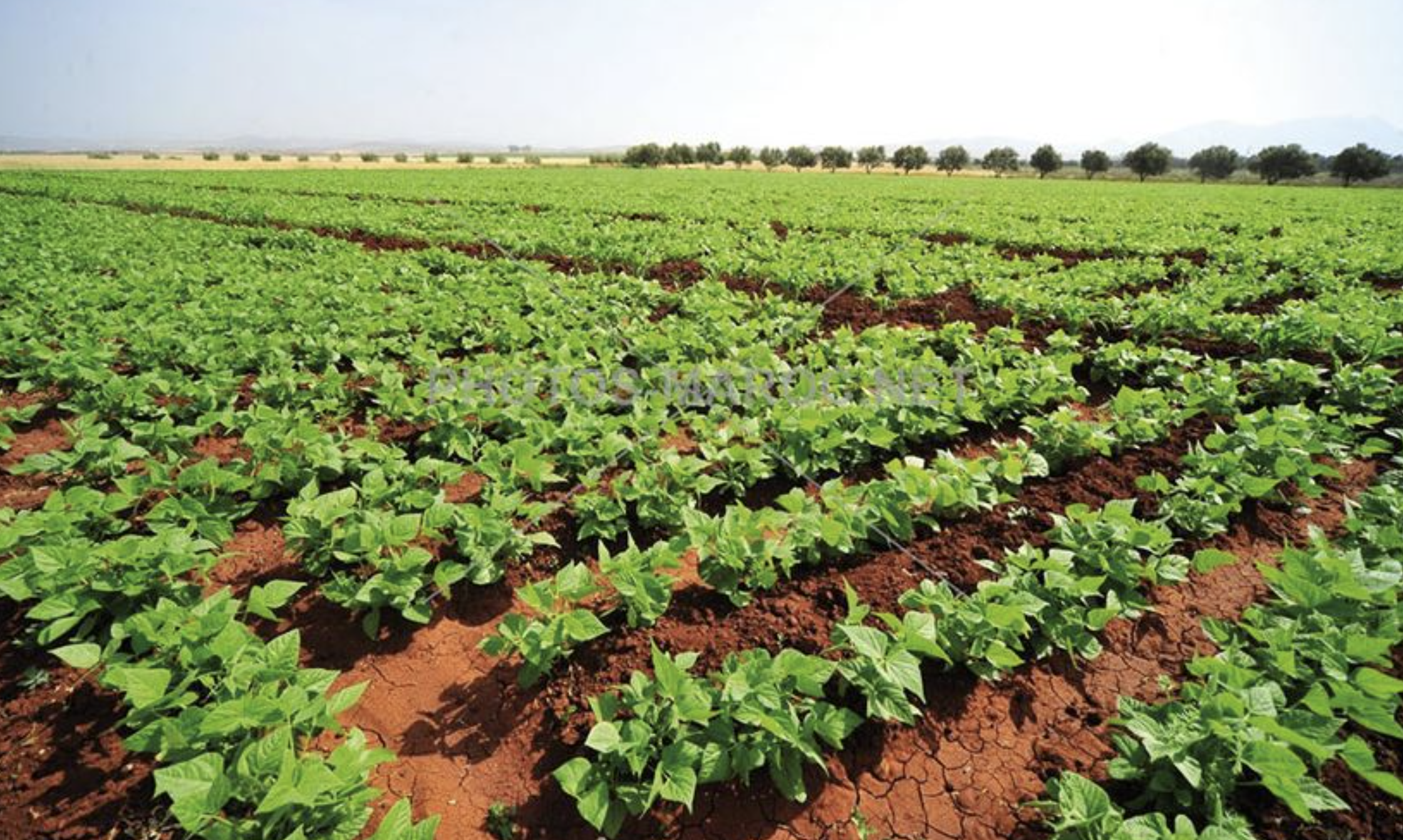 التساقطات المطرية الأخيرة تنعش الموسم الفلاحي وترفع آمال حصاد وفير بالمغرب