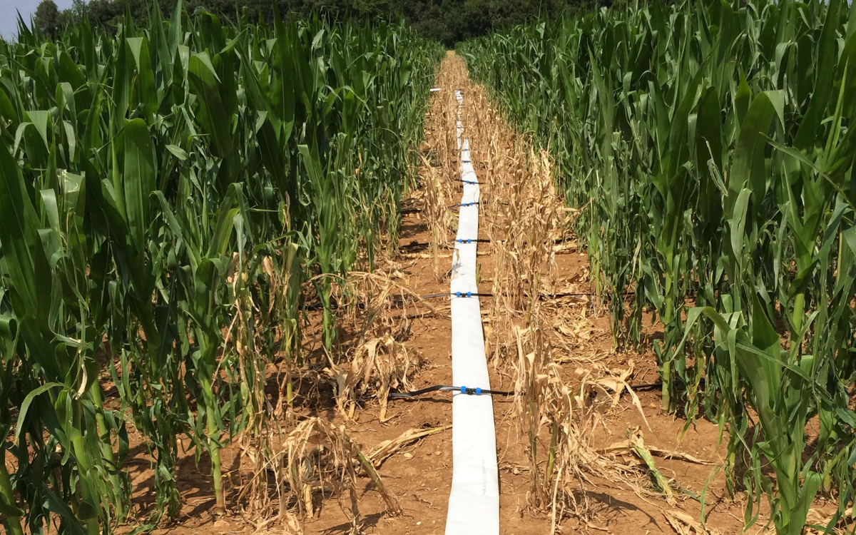 محاصيل مقاومة للجفاف والملوحة.. المغرب يُطور نماذج زراعية مبتكرة للتخفيف من الضغط على موارد مياه الري بالأقاليم الجنوبية