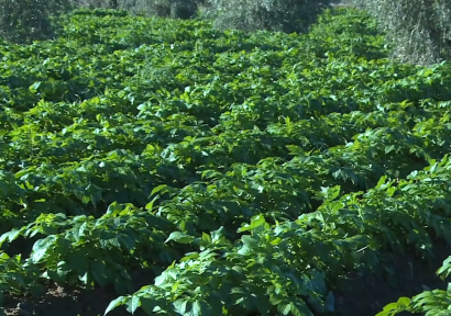 تساقطات مطرية مهمة تنعش القطاع الفلاحي بإقليم الحوز 