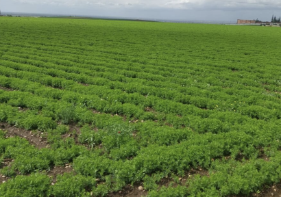 إقليم آسفي.. التساقطات المطرية الأخيرة تنعش الآمال بموسم فلاحي واعد