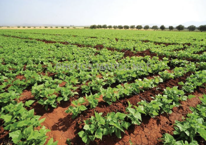 سهل دكالة.. توقعات بمحصول زراعي "استثنائي" خلال الموسم الفلاحي 2025-2026 في إقليم الجديدة