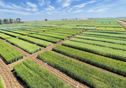 بعد التساقطات المطرية الاستثنائية.. الظروف المناخية تبشر بموسم فلاحي أفضل وفق مديرية للدراسات