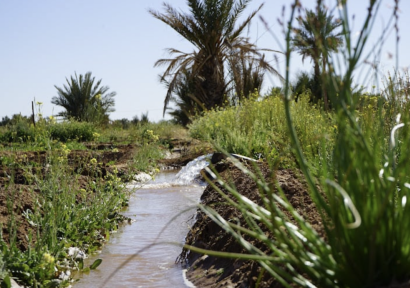 لمواجهة ندرة المياه والتغيرات المناخية.. المعهد الوطني للبحث الزراعي يبرز دور البحث العلمي في استدامة الواحات 