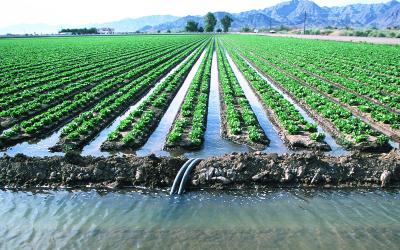 البنك الدولي يوصي بوضع سياسات زراعية عالمية تحافظ على المياه الجوفية