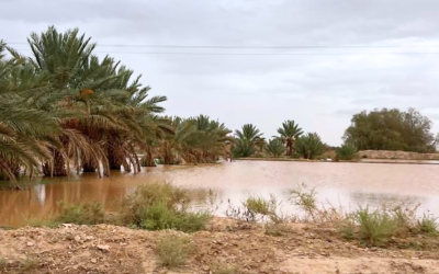 للتحسيس بأهمية الواحات في ظل التحديات المائية.. تنظيم الدورة السابعة عشر لمهرجان “ثقافات الواحات” من 20 إلى 22 دجنبر الجاري بفكيك