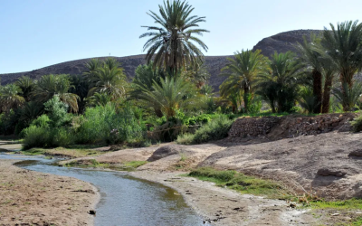 في ظل التغيرات المناخية وتوالي سنوات الجفاف.. البنك الدولي يشيد باستراتيجية المغرب للحفاظ على الواحات وإحيائها