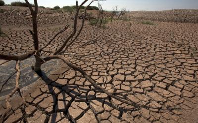 نقص الأمطار والجفاف يفاقمان أزمة الغابات في المنطقة المتوسطية 