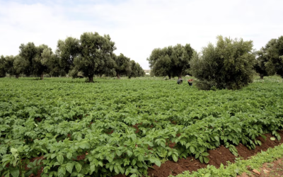 التساقطات المطرية الأخيرة تنعش مختلف السلاسل الفلاحية بإقليم الصويرة