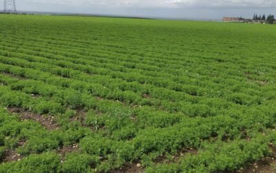 إقليم آسفي.. التساقطات المطرية الأخيرة تنعش الآمال بموسم فلاحي واعد