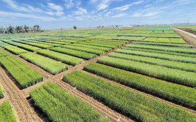 بعد التساقطات المطرية الاستثنائية.. الظروف المناخية تبشر بموسم فلاحي أفضل وفق مديرية للدراسات