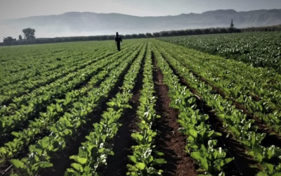 بعد انتعاش الفرشة المائية.. الأمطار الأخيرة تعيد الأمل للفلاحين في جهة الدار البيضاء سطات 