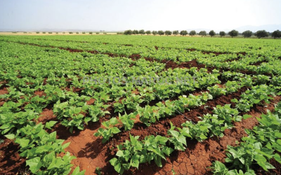 التساقطات المطرية الأخيرة تنعش الموسم الفلاحي وترفع آمال حصاد وفير بالمغرب